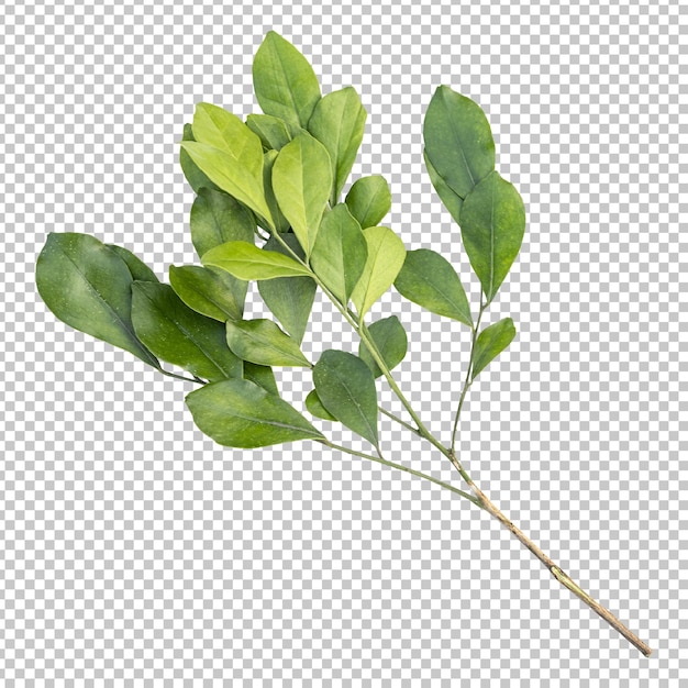 Murraya leaves isolated rendering