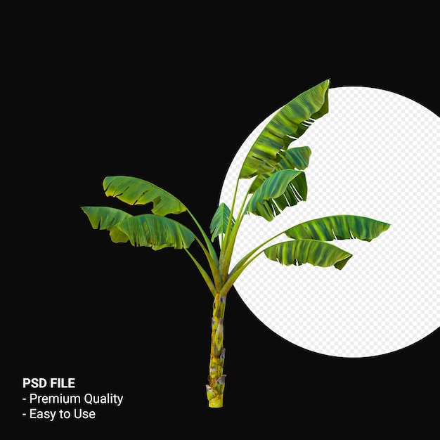 PSD musa paradisica или банановое дерево 3d визуализации изолированные
