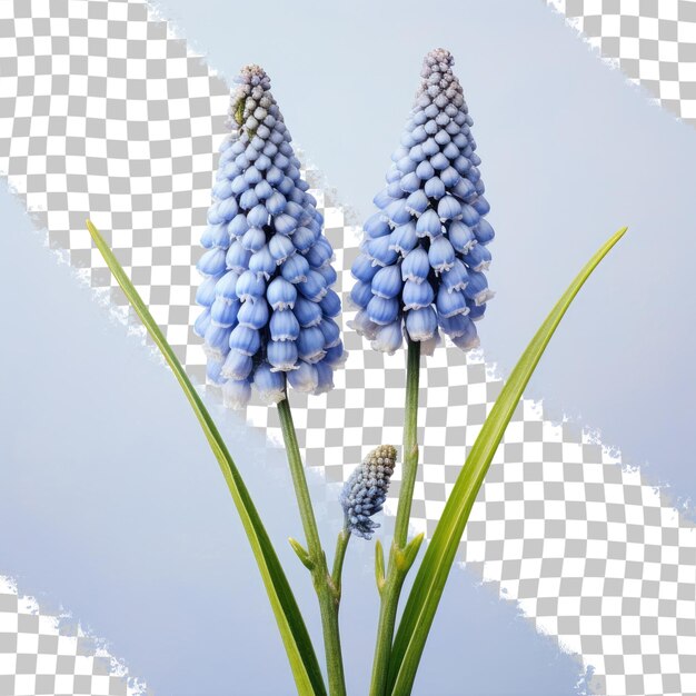 PSD muscari botryoides bloemen op een transparante achtergrond