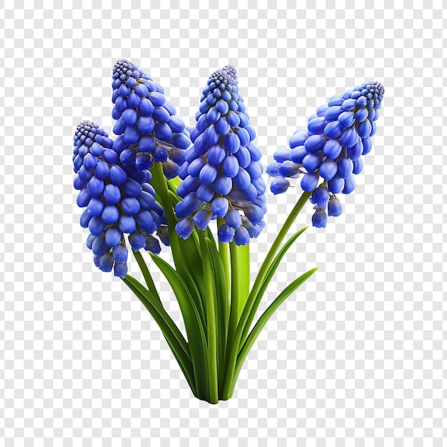 Muscari botryoides flowers isolated on transparent background