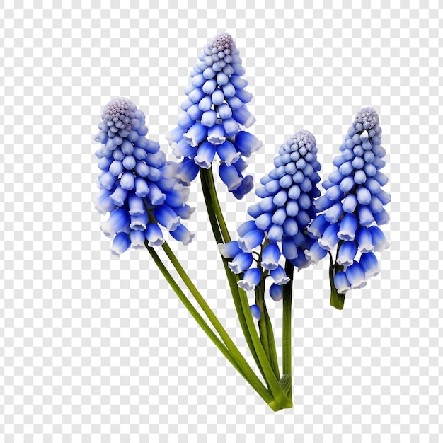 PSD muscari botryoides flowers isolated on transparent background