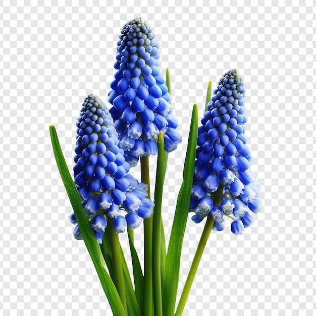 PSD muscari botryoides flowers isolated on transparent background