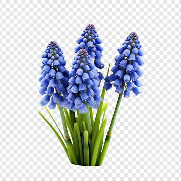 Fiori di muscari botryoides isolati su uno sfondo trasparente