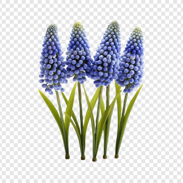 PSD fiori di muscari botryoides isolati su uno sfondo trasparente