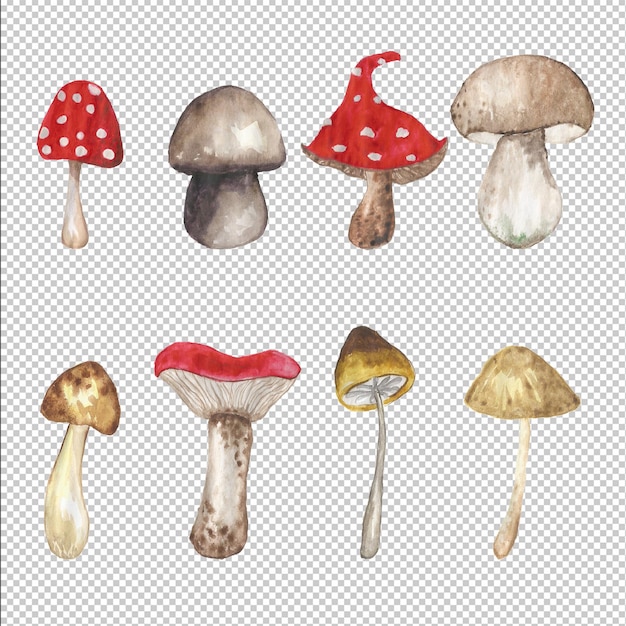 Clipart di funghi