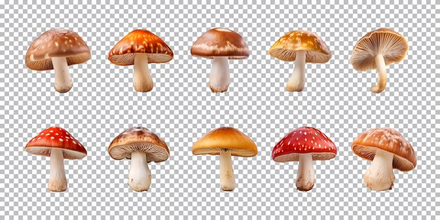 PSD 透明な背景に隔離されたキノコのコレクション