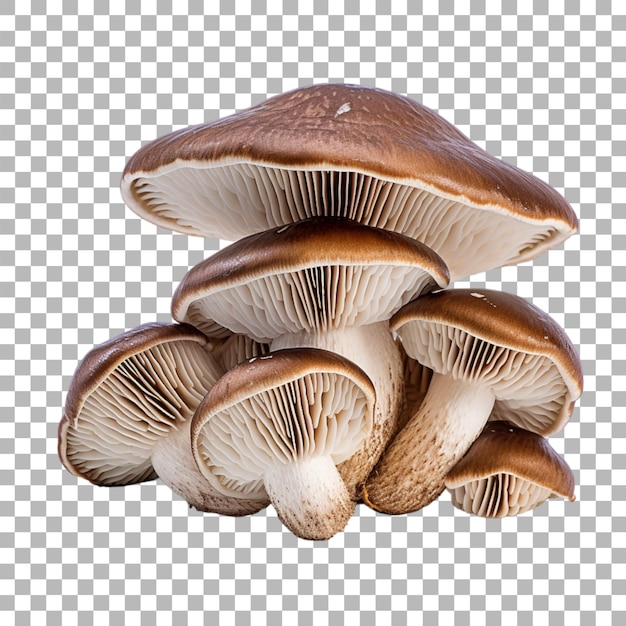 Mushroom on transparent background