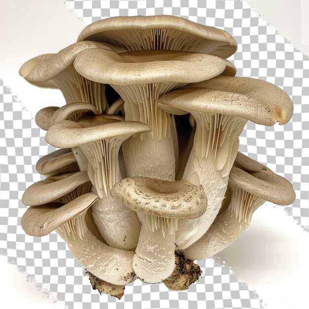 PSD a mushroom with a bunch of mushrooms on it