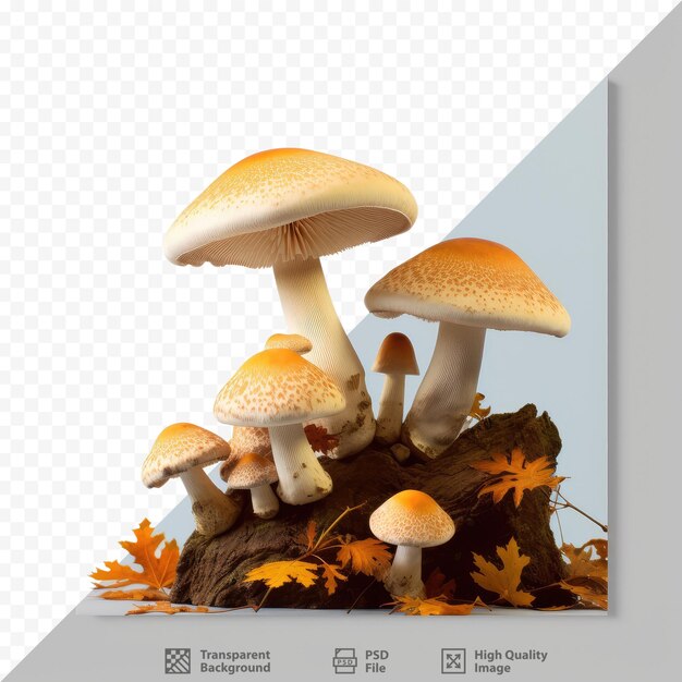 PSD mushrooms rest on a stump in an autumnal scene