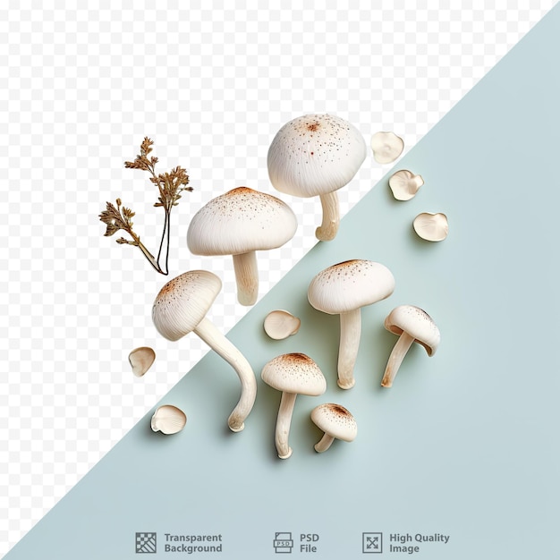 PSD mushrooms on a transparent background top view empty space