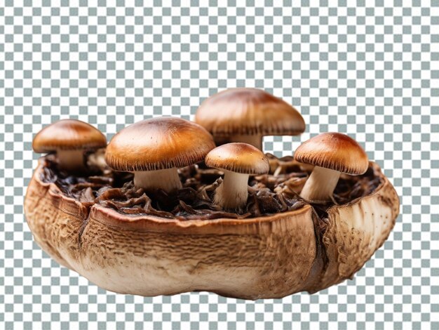 PSD mushrooms on transparent background