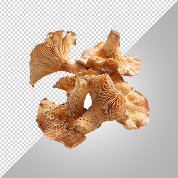 PSD mushrooms on a white background