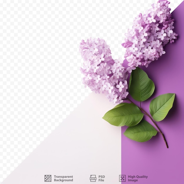 PSD na białym tle przedstawiono fioletową gałąź lily.