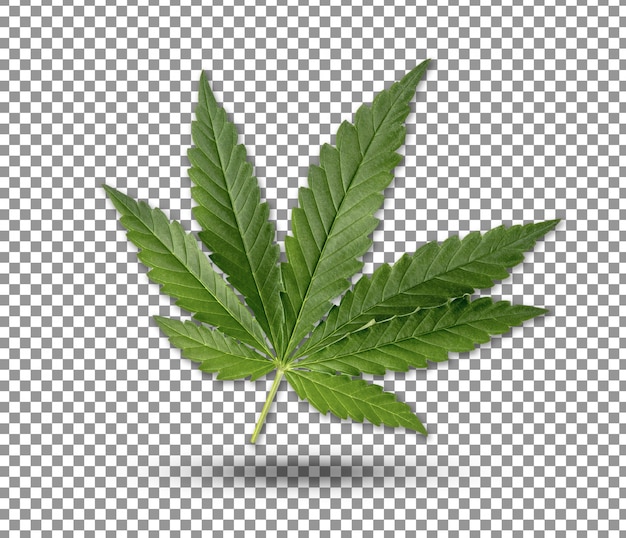 Nærbilde av grønt cannabisblad isolert