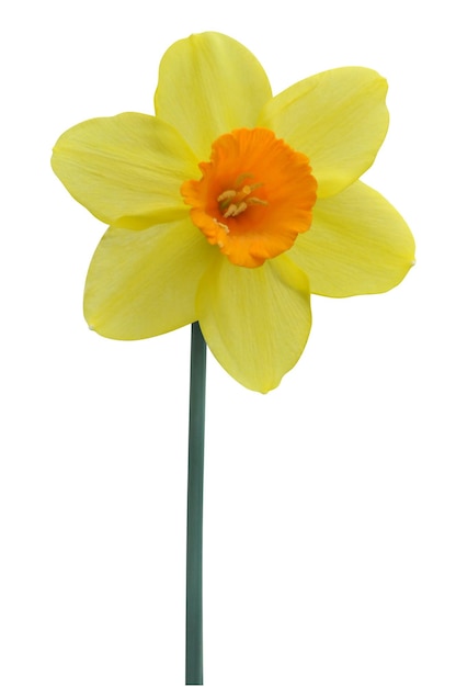narcissus bloem op doorzichtige achtergrond psd bestand