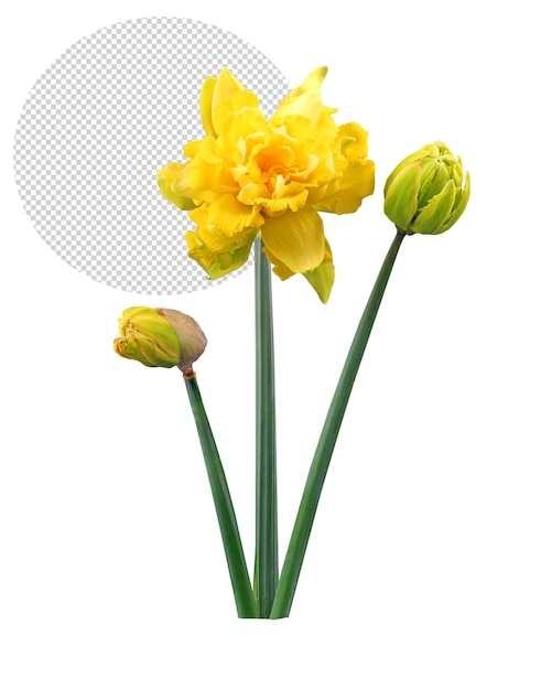 PSD narcissus flower in garden spring