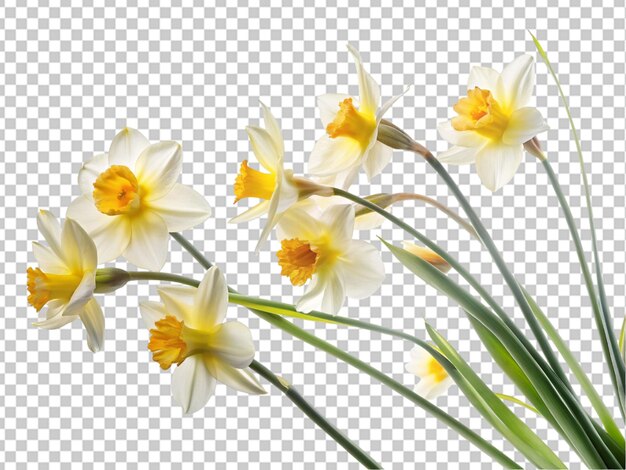 Fiore di narcisse isolato su uno sfondo trasparente