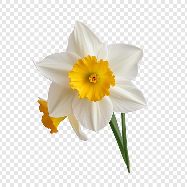 PSD narcissus flower isolated on transparent background