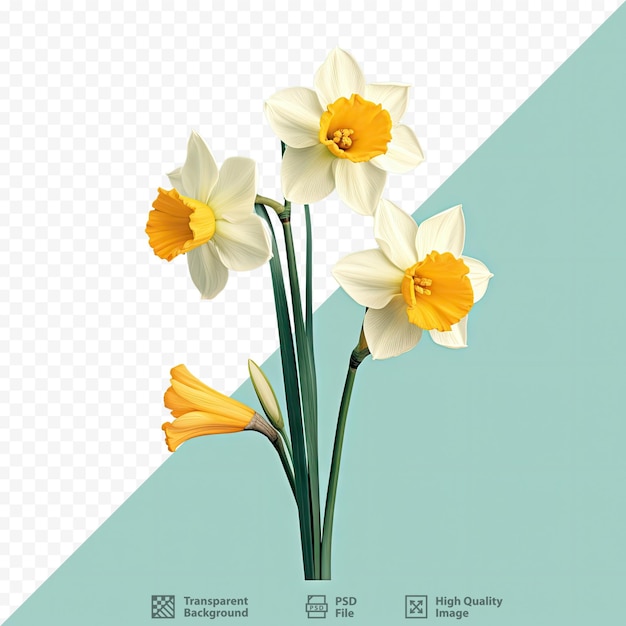 PSD narcissus flowers in spring on a transparent background