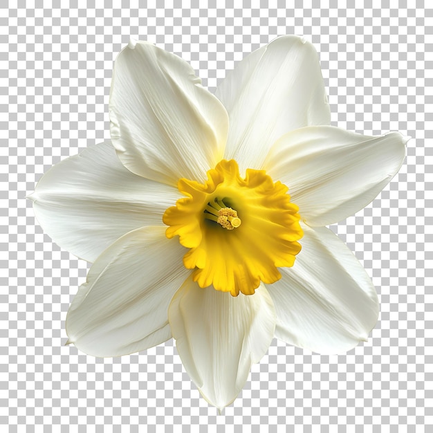 Narcissus png met doorzichtige achtergrond