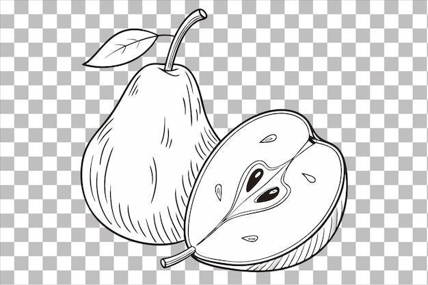 nashi pear illustration handdrawn on transparent background
