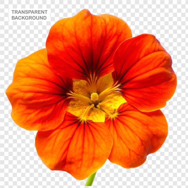 Nasturtium 花的高分辨率花卉摄影