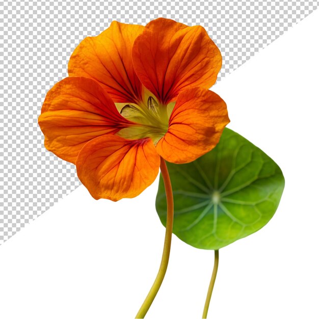 PSD nasturtium flower on transparent background