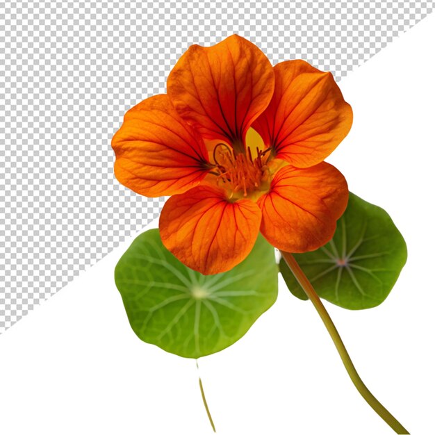 PSD nasturtium flower on transparent background