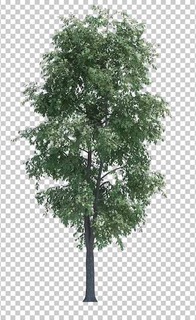 Natura przedmiota drzewa odosobniony biel