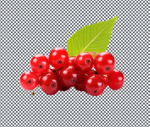 PSD 투명한 배경에 고립 된 자연스럽고 신선한 nannyberry