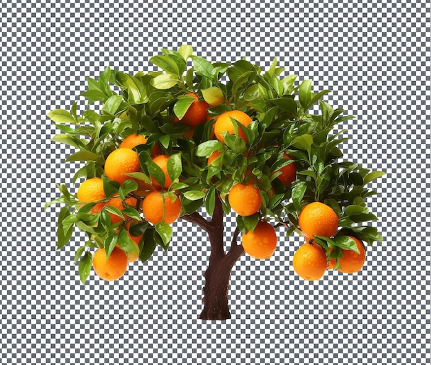 natural and fresh orange trees isolated on transparent background