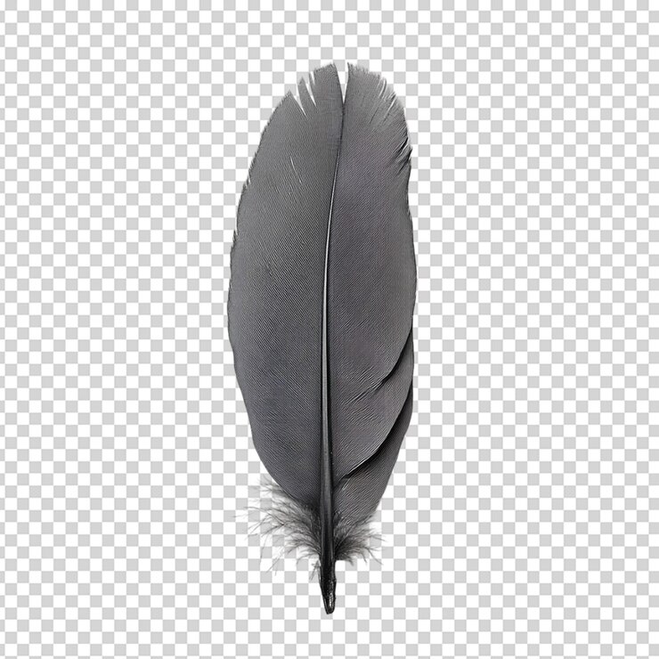 색 배경 에 분리 된 자연적 인 새 털
