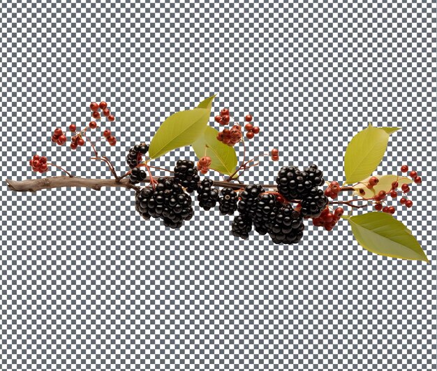 PSD natural and fresh elderberries isolated on transparent background