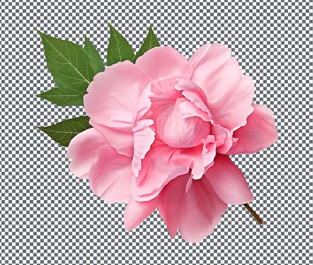 natural and fresh peony leaf isolated on transparent background
