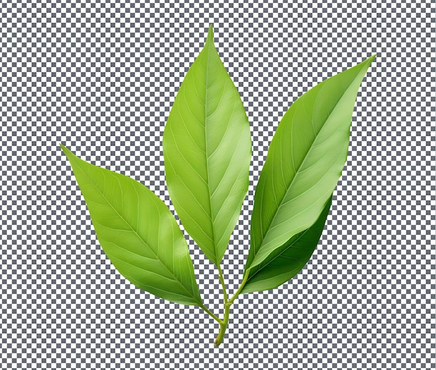 투명한 배경에 고립 된 자연적이고 신선한 Peony Leaf