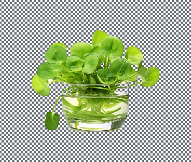 Natural and fresh watercress isolated on transparent background