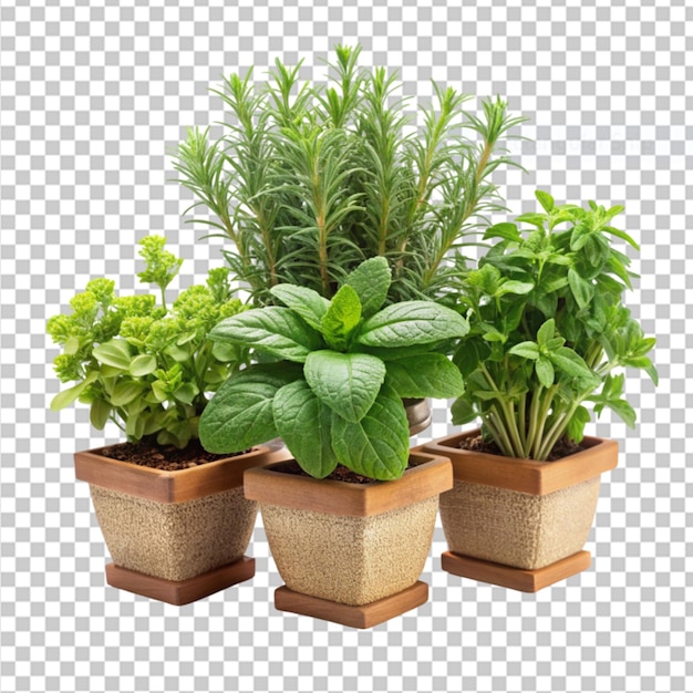 PSD natural herb garden isolated on transparent background