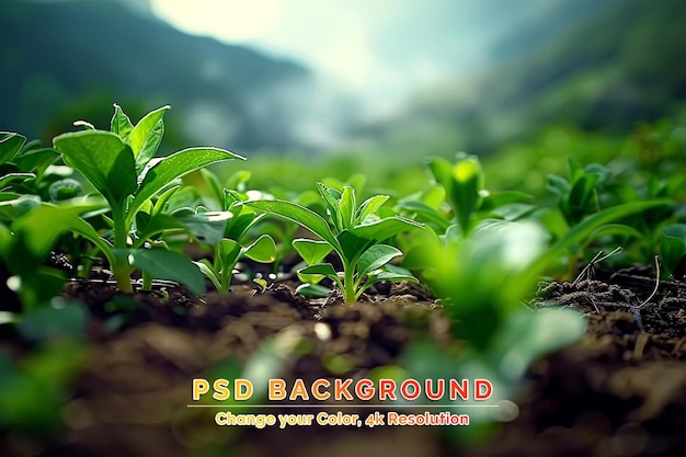 PSD natural lighting and shadow of blur organic growing plant in soil on defocus background