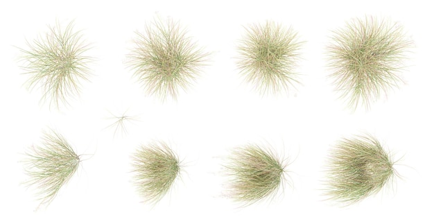 ニュージーランド風の草 背景を切り取った 3D レンダリングトップビュー