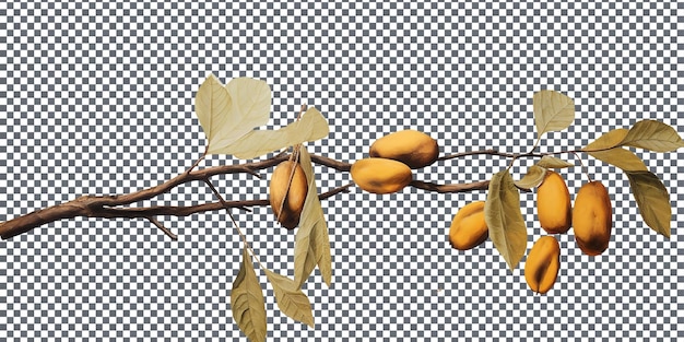 PSD natural pawpaw isolated on transparent background