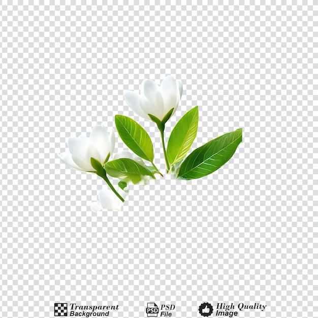 PSD natural with green foliage and white buds in sunlight nature isolated on transparent background