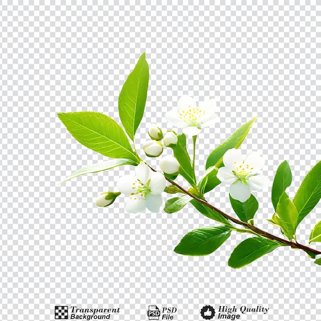 PSD natural with green foliage and white buds in sunlight nature isolated on transparent background