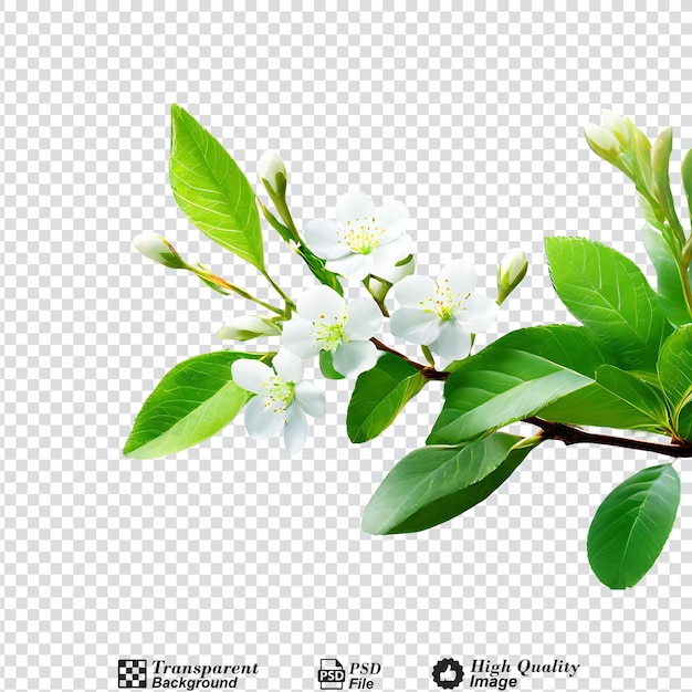 PSD natural with green foliage and white buds in sunlight nature isolated on transparent background