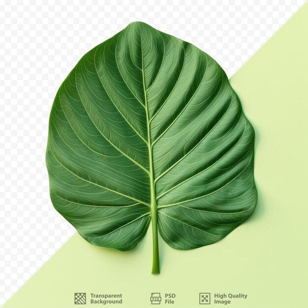 PSD 자연 개념 신선한 알로카시아 밤비노(fresh alocasia bambino)는 광택이 나는 잎맥과 알로카시아 산데리아나 황소(alocasia sanderiana bull)가 투명한 배경에 가까이 있습니다.