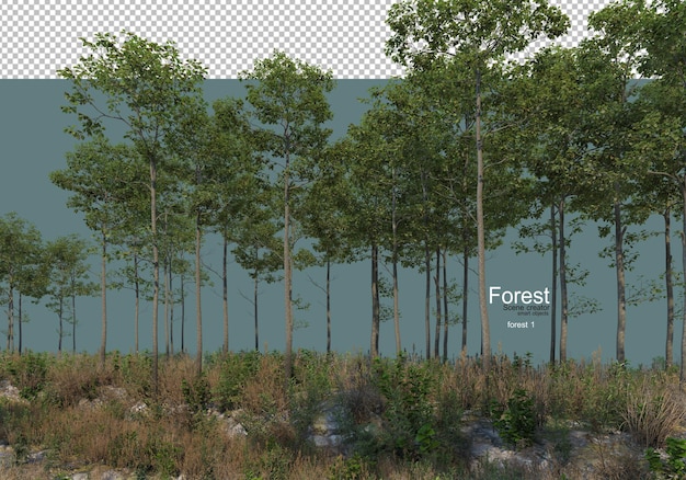 PSD the nature of the forest with various types of trees and shrubs