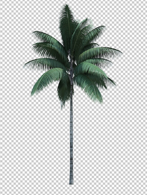 Nature object coconut tree isolated white