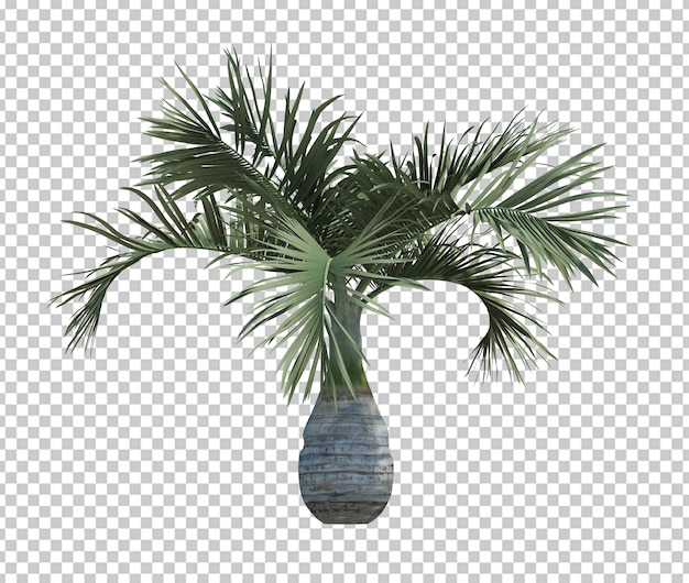 Nature object palm tree isolated white