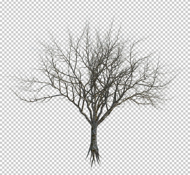 Nature object tree isolated on white