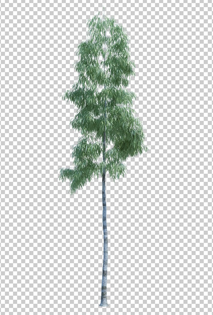 PSD nature object tree isolated  white  background