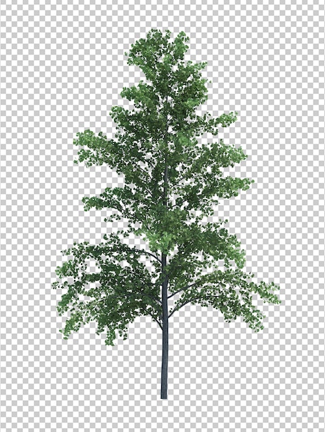 PSD nature object tree isolated  white  space